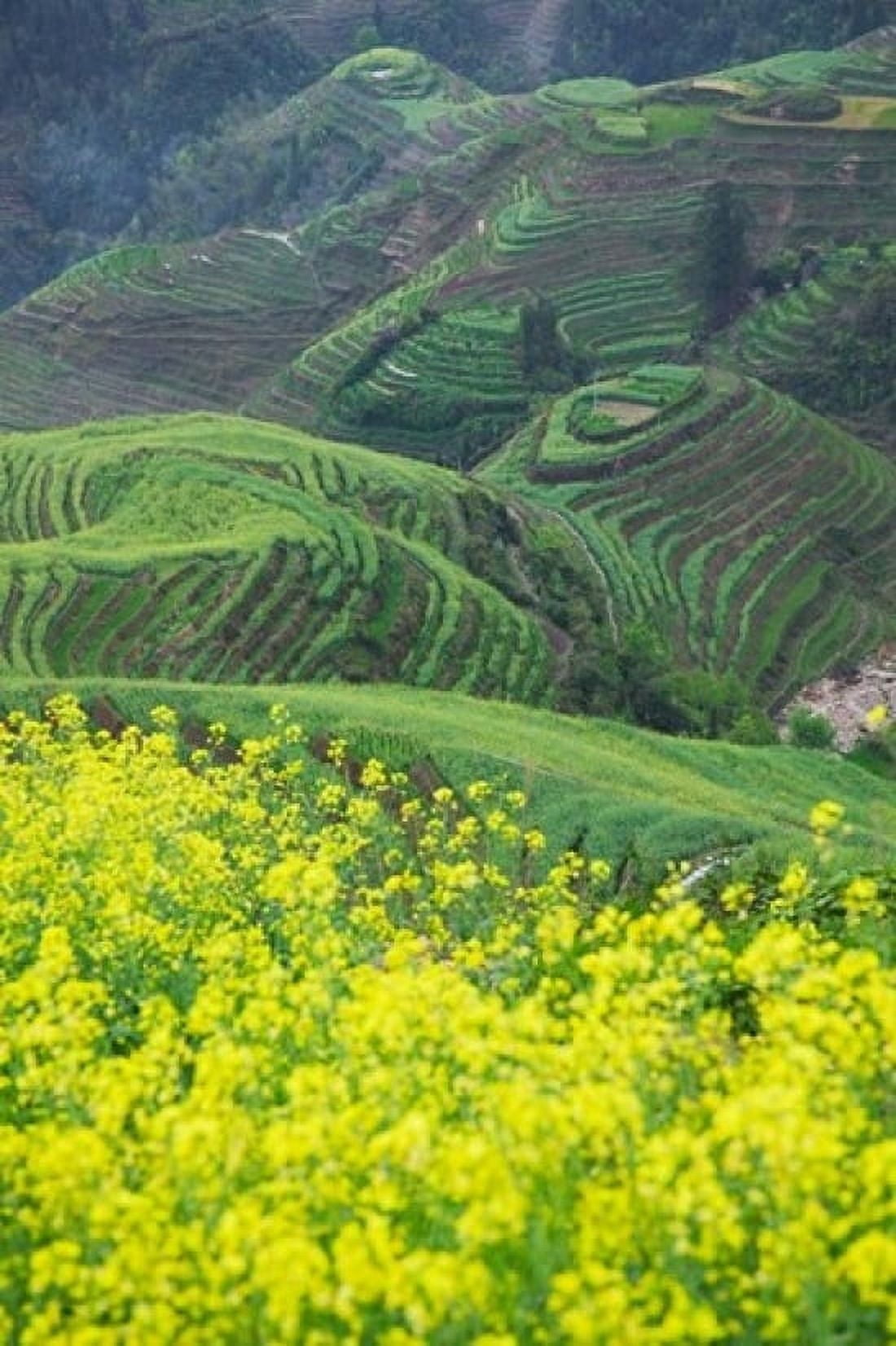 Landscape of Canola and Terraced Rice Paddies China Canvas Art - Keren Su DanitaDelimont (12 x 17)