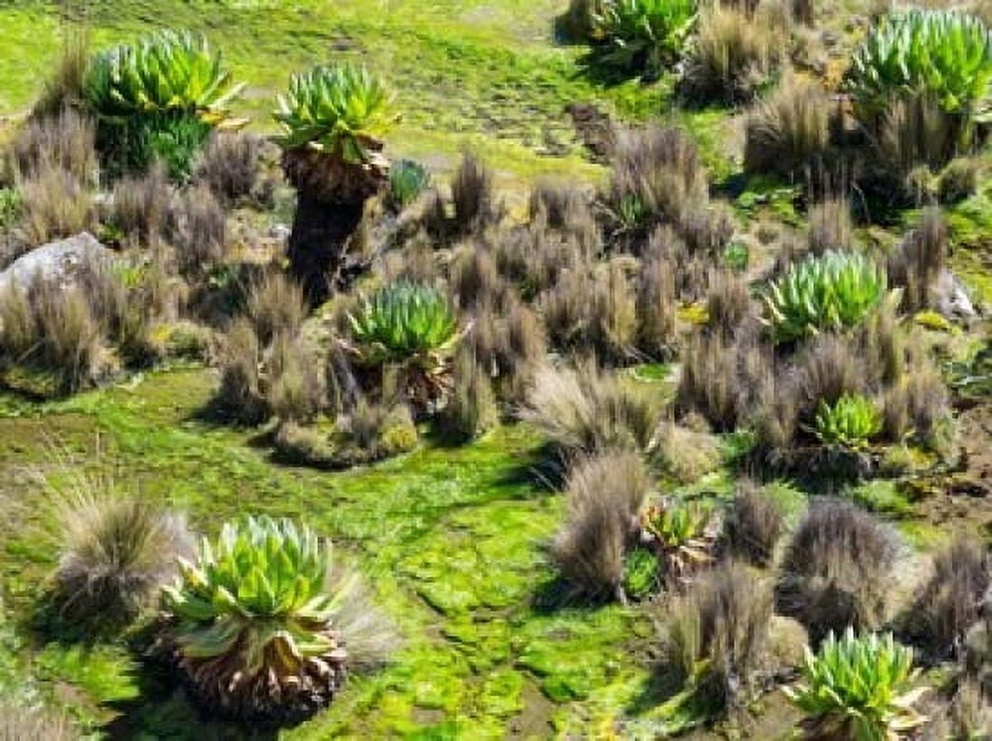 Landscape with Giant Groundsel in the Mount Kenya National Park Kenya Canvas Art - Martin Zwick DanitaDelimont (49 x 37)