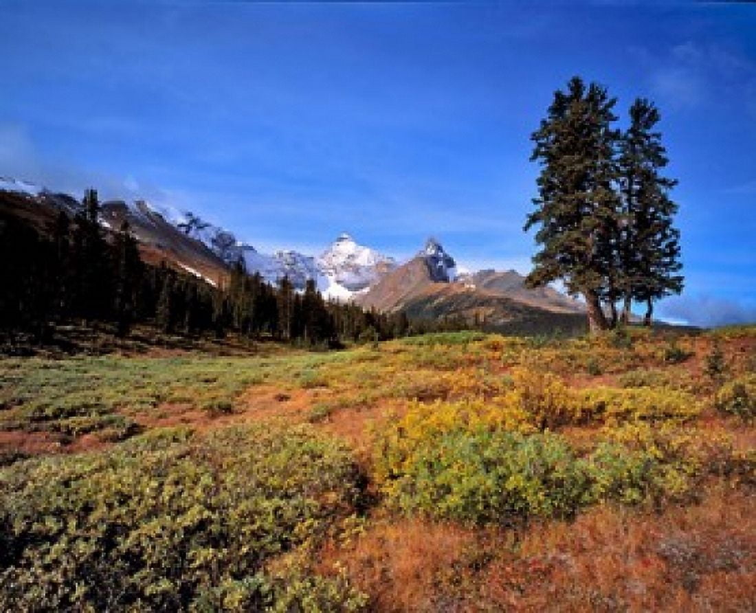 Landscape with Mt Saskatchewan Banff NP Alberta Canvas Art - Ric Ergenbright DanitaDelimont (26 x 21)