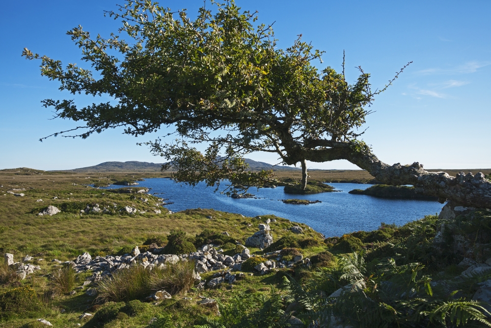 Landscape with a tree growing sideways East of Roundstone Connemara County Galway Ireland Canvas Art - Carl Bruemmer Design Pics (38 x 24)