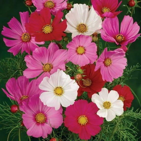 Landscaper's Pack Bulk COSMOS 500 Seeds - Mother Nature's Seeds - Wildflower Seeds - Flower Seeds for Planting - Non-GMO