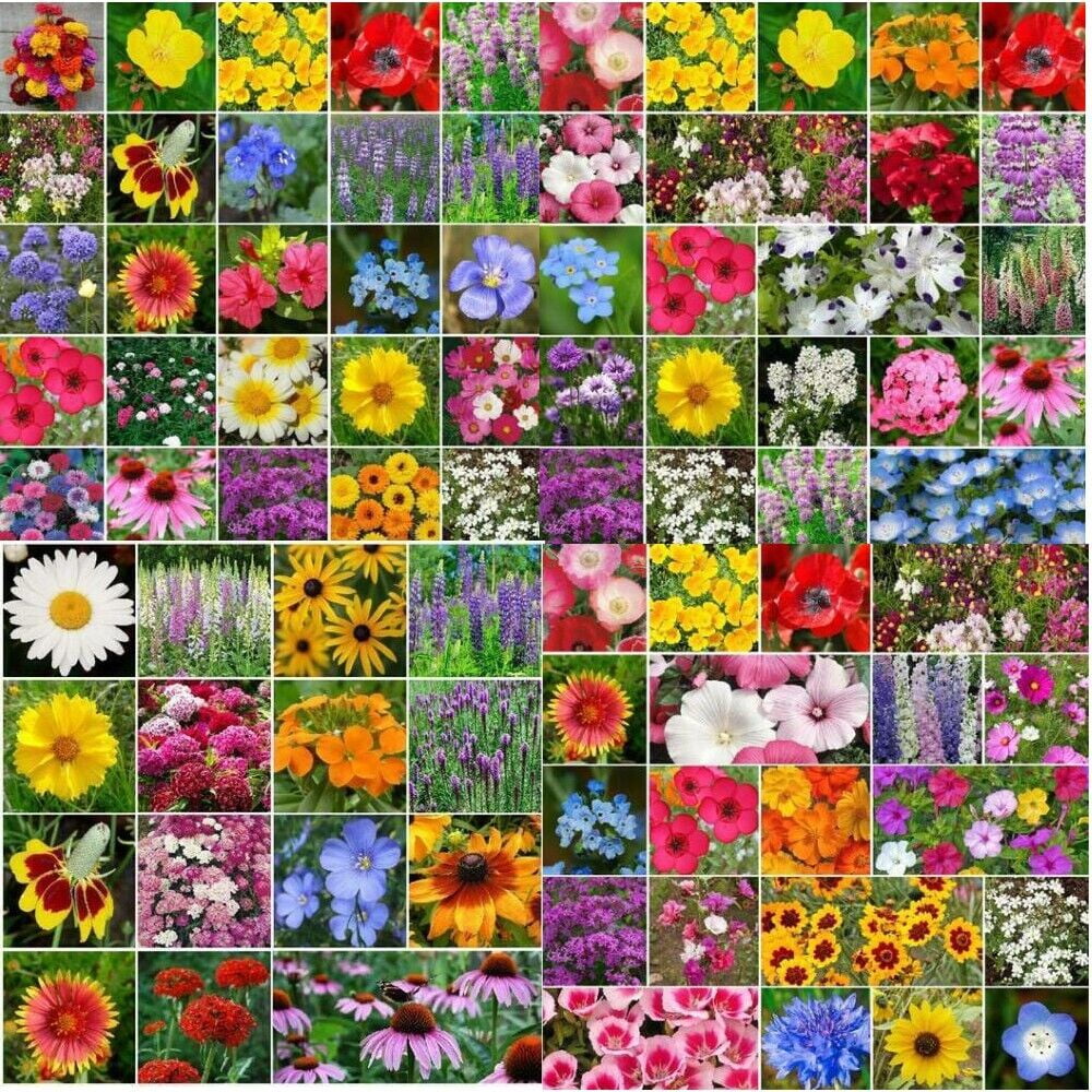 Landscaper's Pack Bulk WILDFLOWER MIX 5000 Seeds Mother Nature's