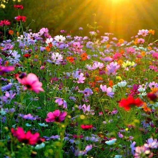 Landscaper's Pack CRAZY FOR COSMOS Mix 500 Seeds