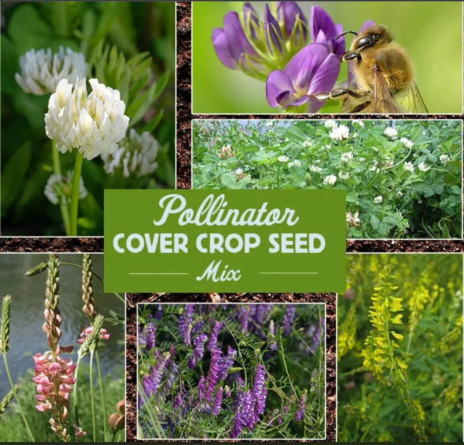 Pollinator Crops Landscaper's Pack POLLINATOR COVER CROP Mix – 3600 Seeds - Walmart.com