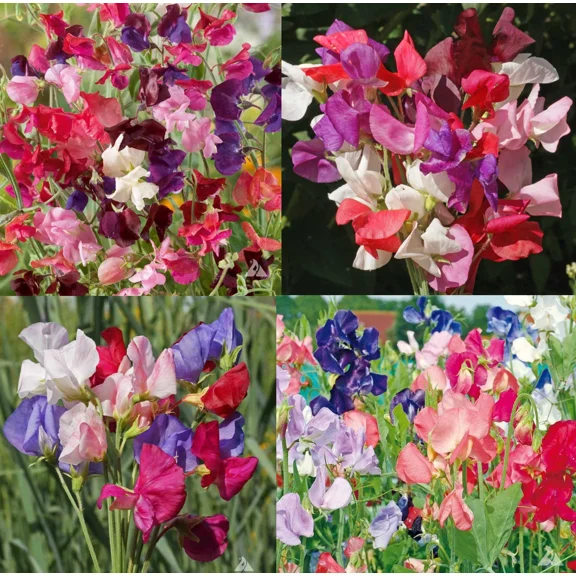 Landscaper's Pack SWEET PEA MIX 100 Seeds