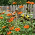 thumbnail image 1 of Landscaper's Pack Sunflower MEXICAN TORCH – 500 Seeds, 1 of 1