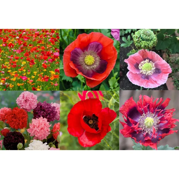 Landscaper's Pack THE ULTIMATE POPPY MIX  5000 Seeds