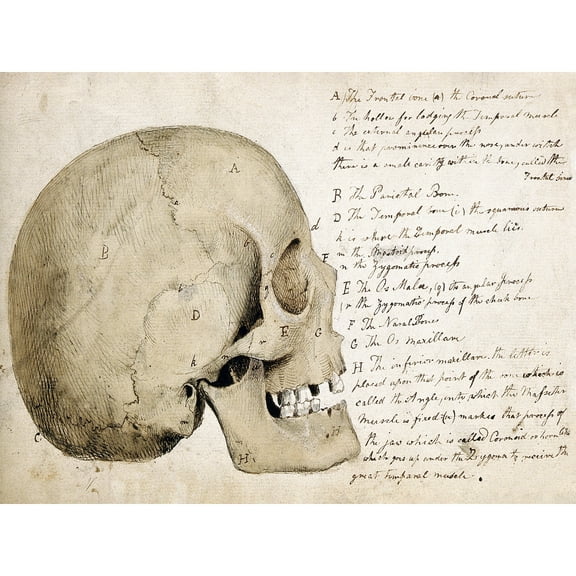 Landseer Human Skull Side View Anatomy Diagram Extra Large XL Wall Art Poster Print