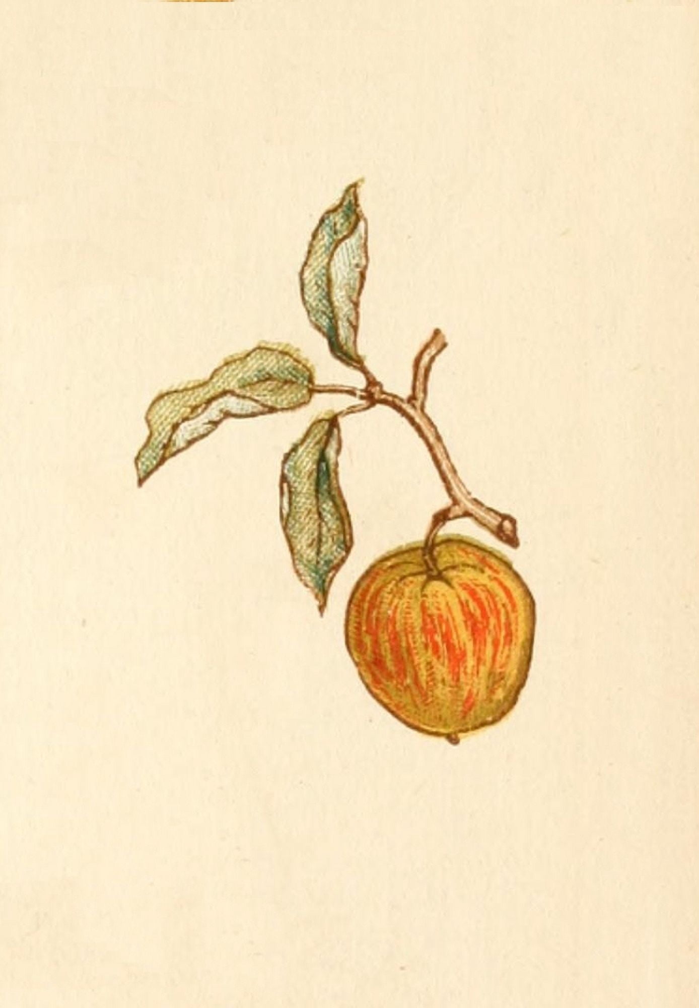 Language of Flowers 1884 Apple Canvas Art - Kate Greenaway (24 x 36)