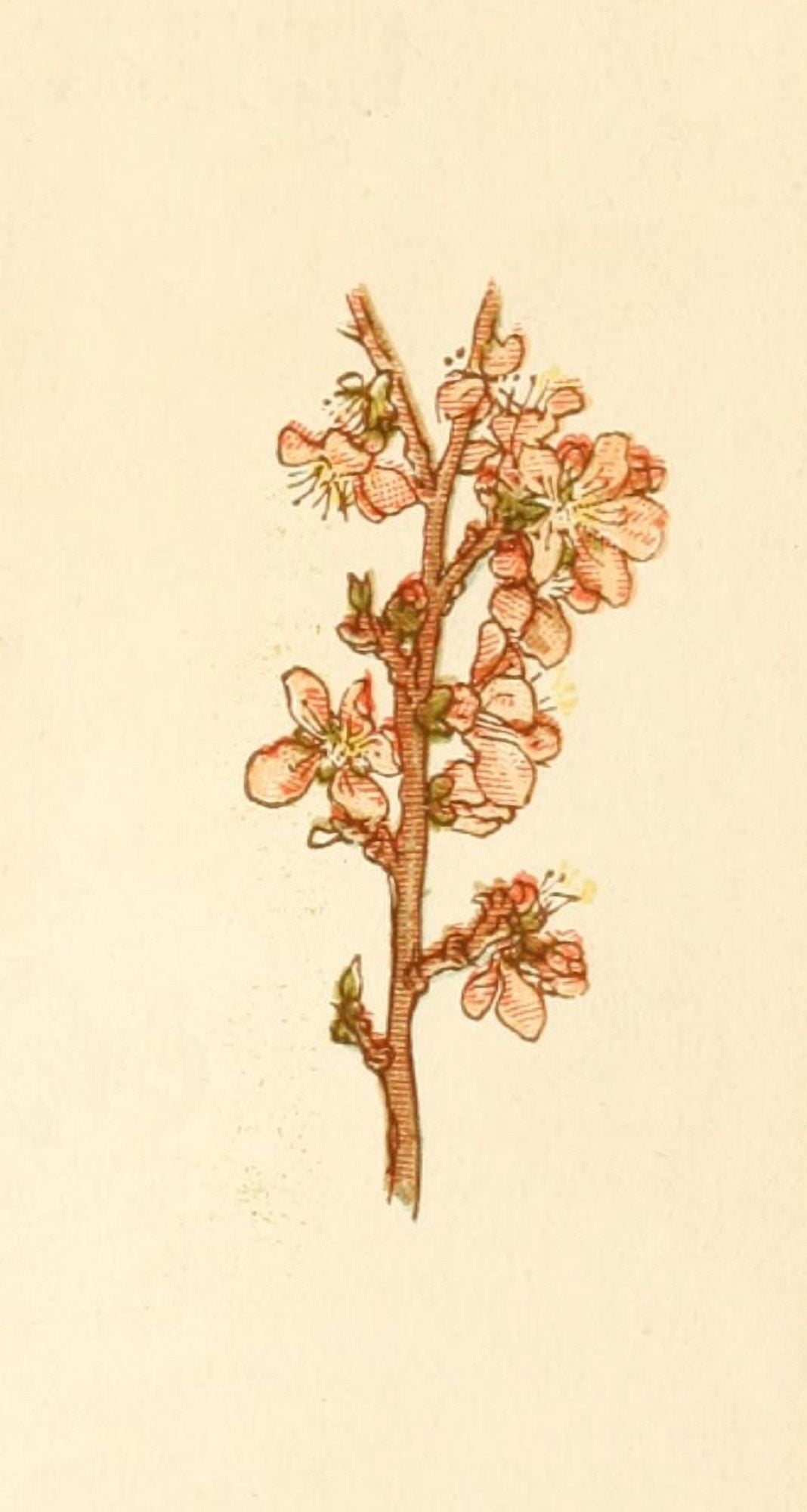 Language of Flowers 1884 Blossom Canvas Art - Kate Greenaway (24 x 36)