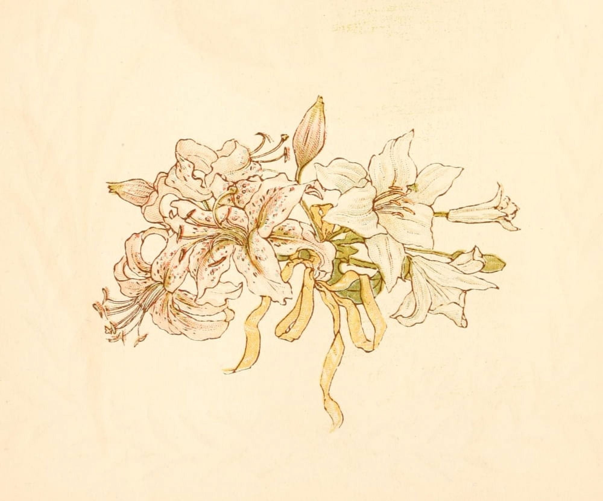Language of Flowers 1884 Bunch of lilies Canvas Art - Kate Greenaway (24 x 36)