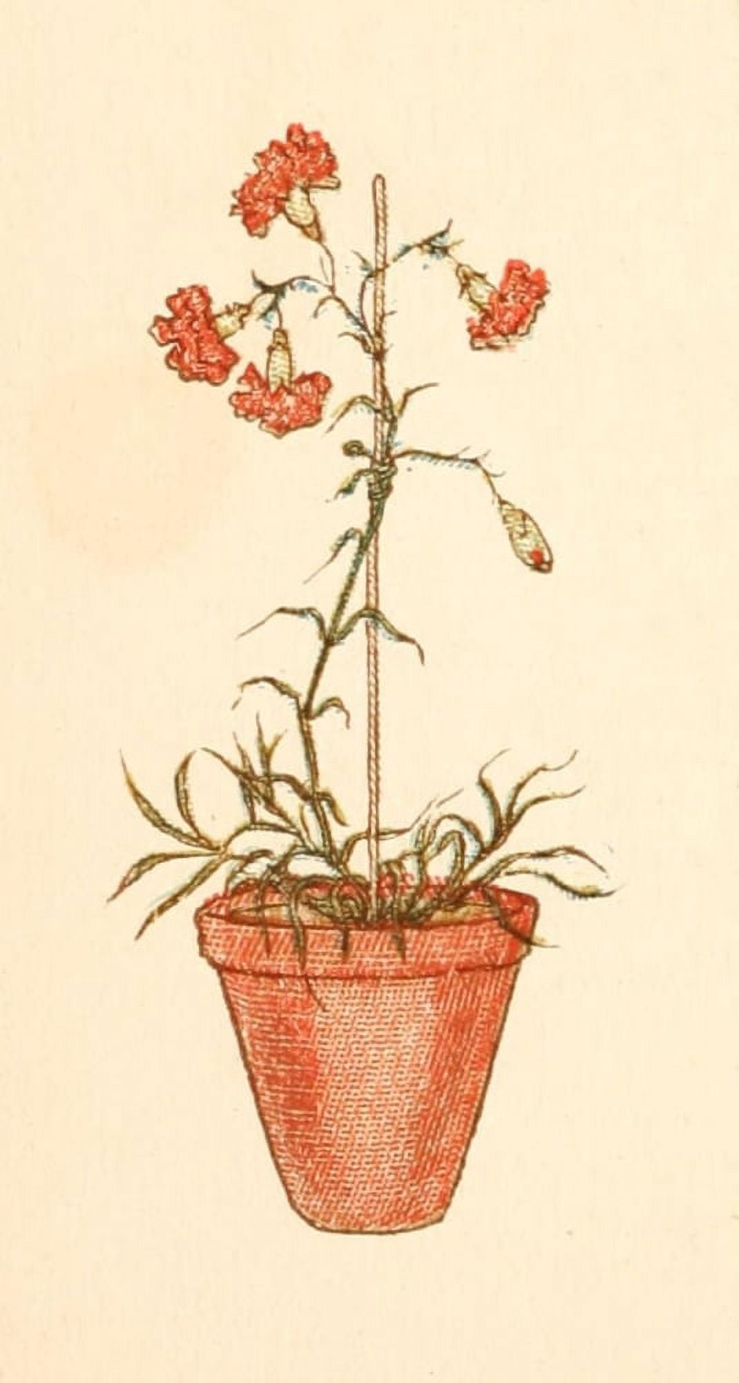 Language of Flowers 1884 Carnation pot Canvas Art - Kate Greenaway (18 x 24)