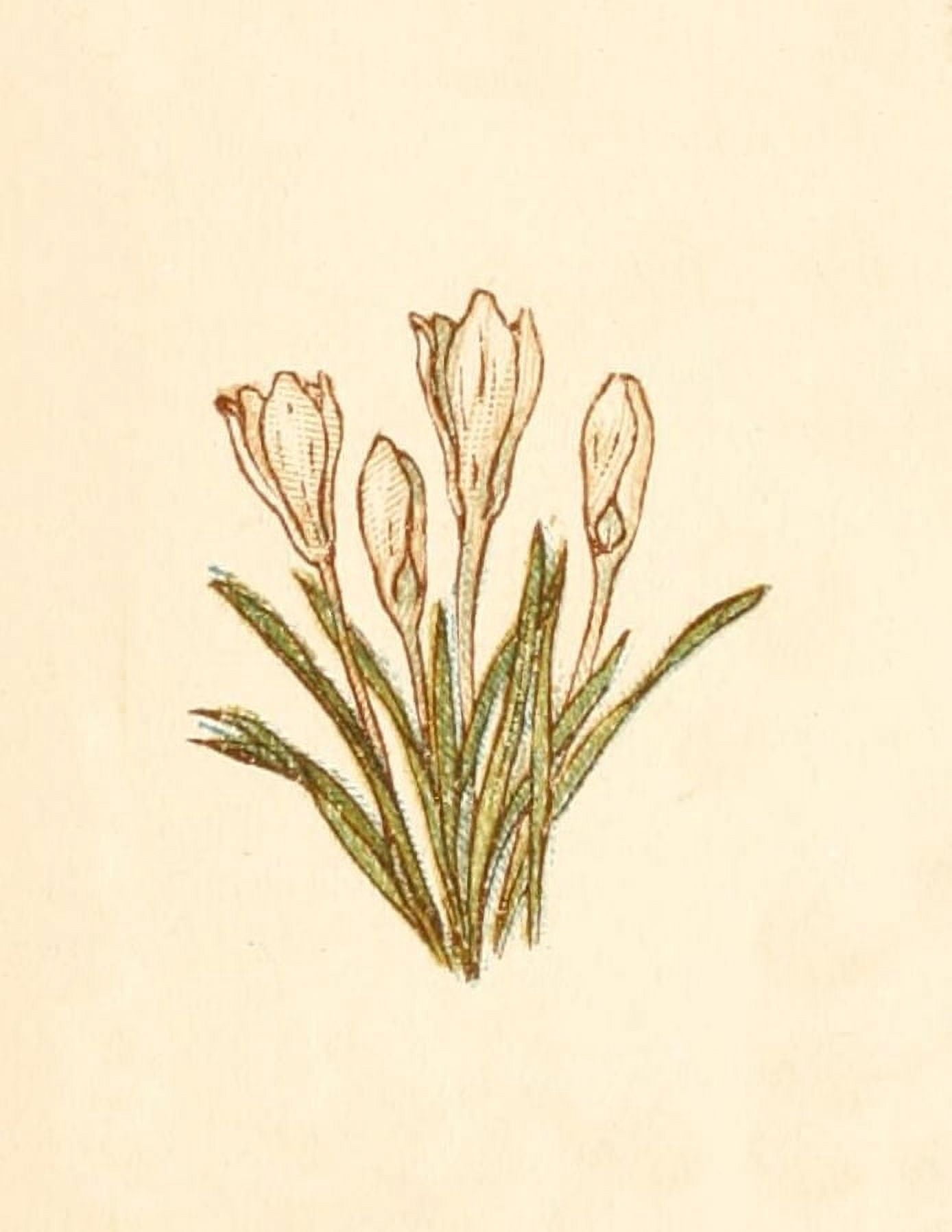 Language of Flowers 1884 Crocuses Canvas Art - Kate Greenaway (24 x 36)