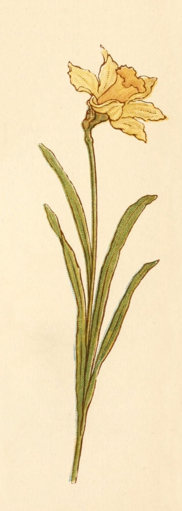 Language of Flowers 1884 Daffodil Canvas Art - Kate Greenaway (24 x 36)