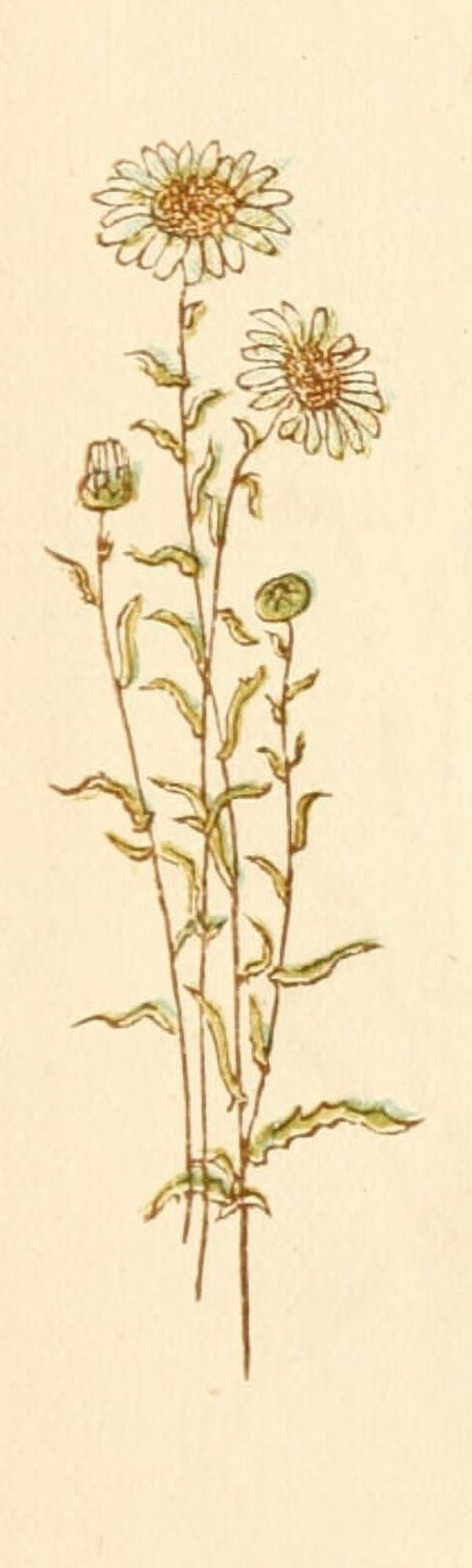 Language of Flowers 1884 Daisies Canvas Art - Kate Greenaway (24 x 36)
