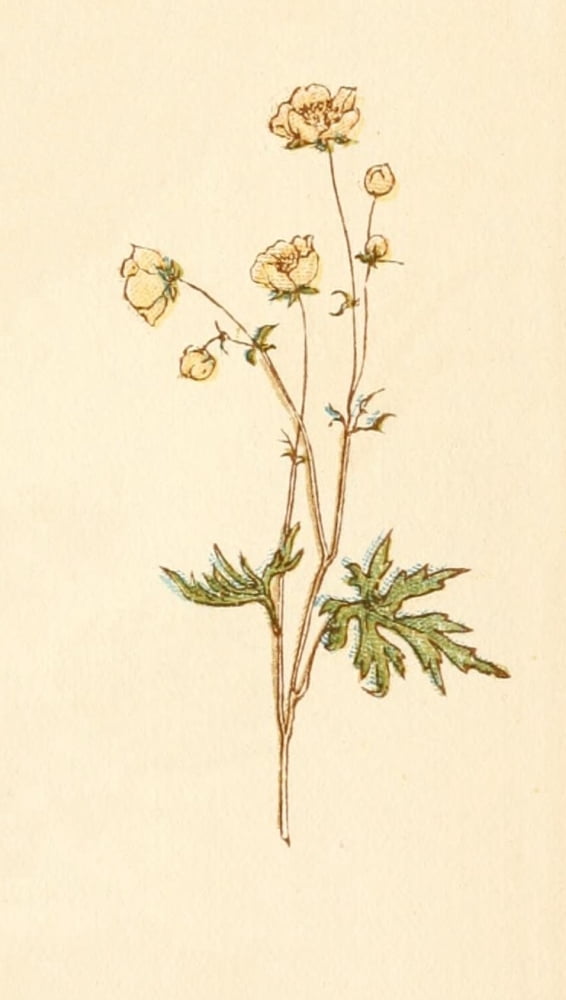 Language of Flowers 1884 Dog rose Canvas Art - Kate Greenaway (18 x 24)