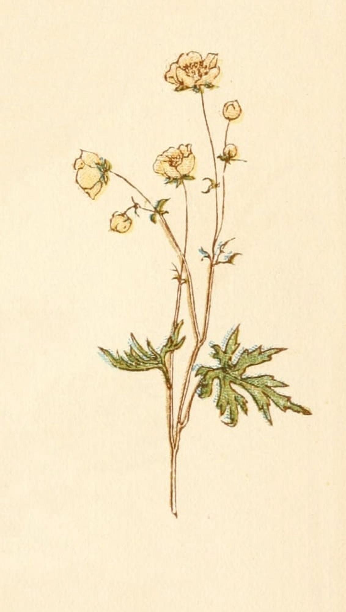 Language of Flowers 1884 Dog rose Canvas Art - Kate Greenaway (24 x 36)