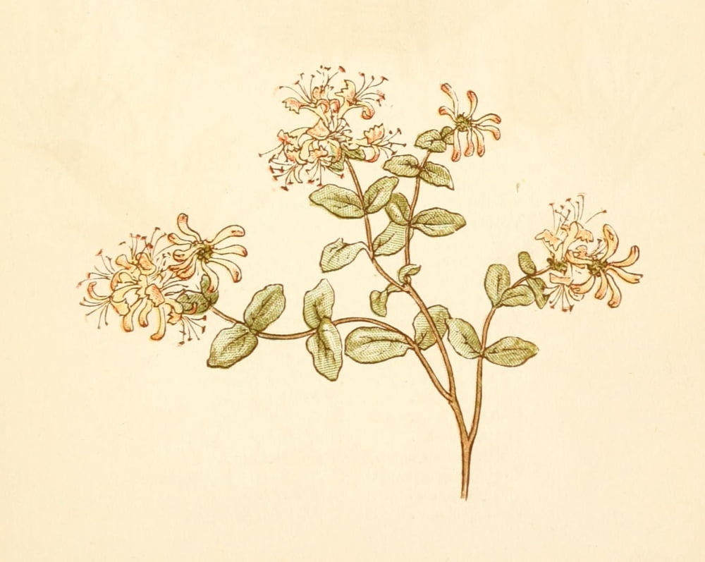 Language of Flowers 1884 Honeysuckle Canvas Art - Kate Greenaway (18 x 24)