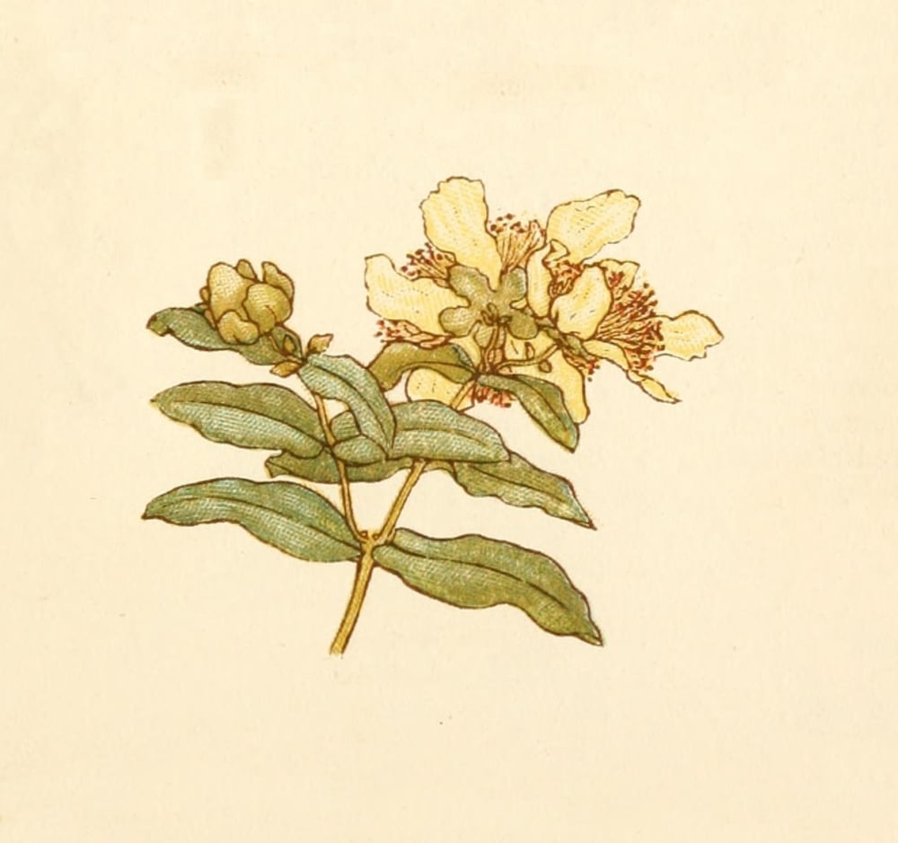 Language of Flowers 1884 King cups Canvas Art - Kate Greenaway (18 x 24)