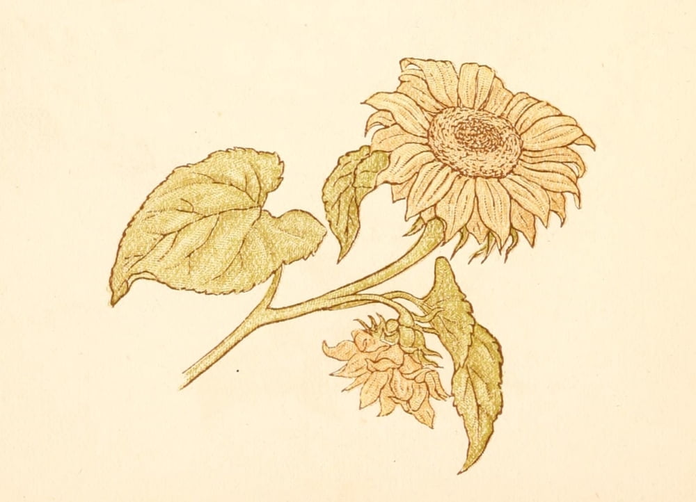 Language of Flowers 1884 Large Sunflower Canvas Art - Kate Greenaway (24 x 36)