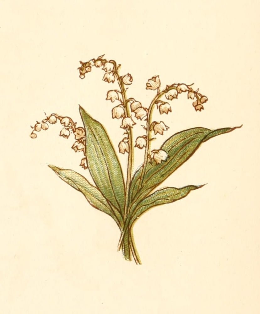Language of Flowers 1884 Lily of the Valley Canvas Art - Kate Greenaway (24 x 36)