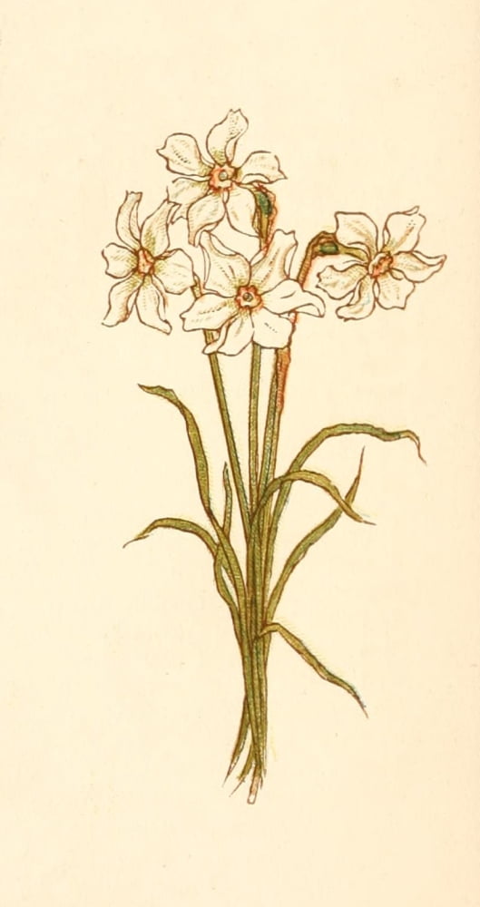 Language of Flowers 1884 Narcissus Canvas Art - Kate Greenaway (18 x 24)