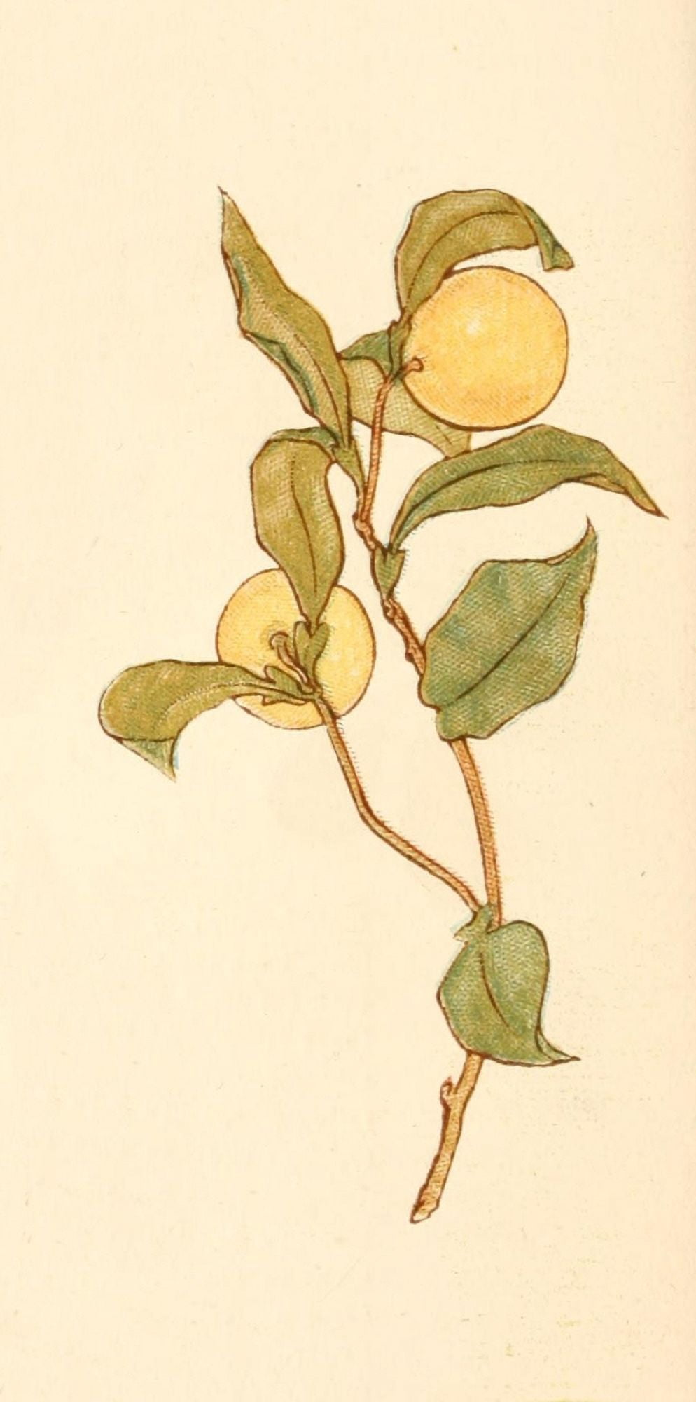 Language of Flowers 1884 Oranges Canvas Art - Kate Greenaway (24 x 36)