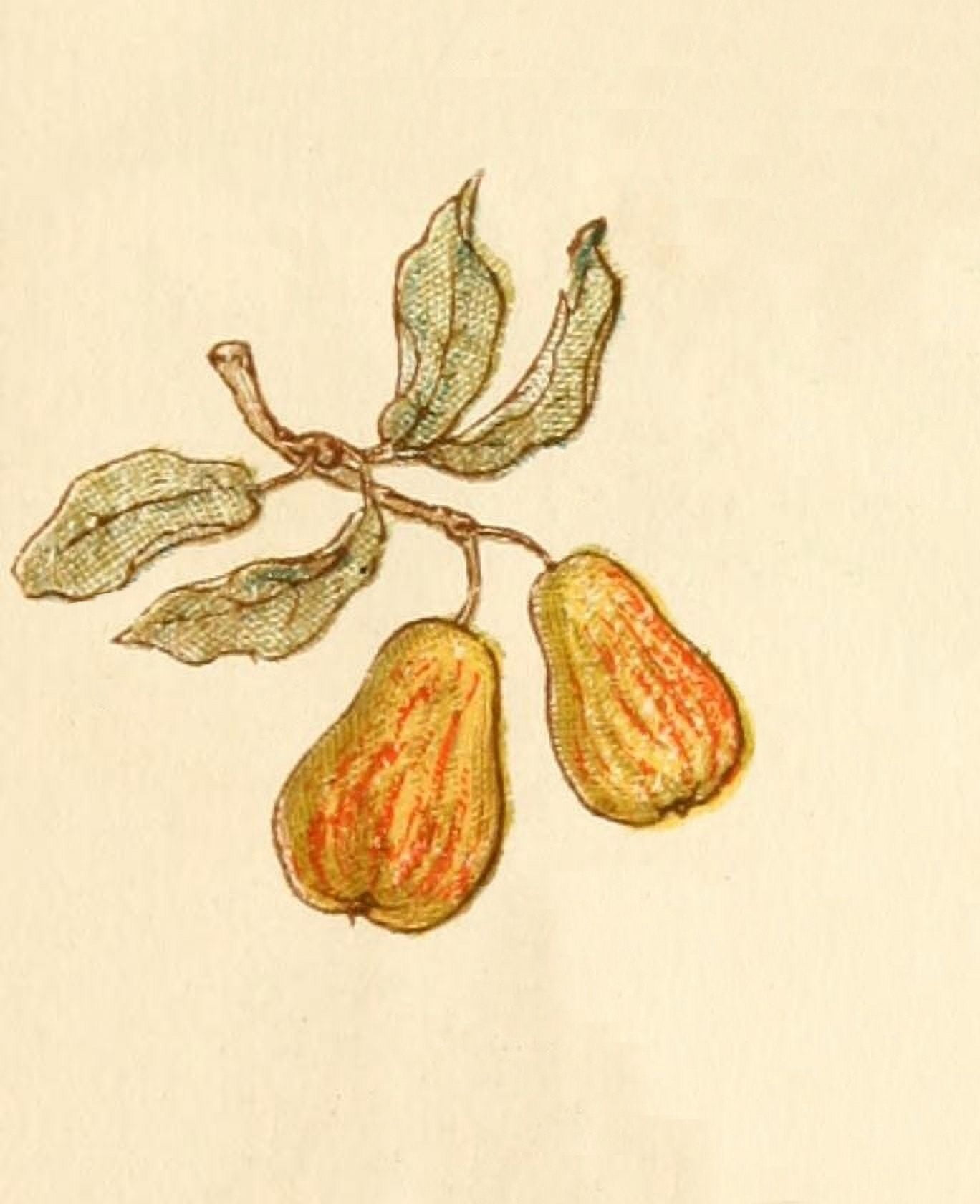 Language of Flowers 1884 Pears Canvas Art - Kate Greenaway (18 x 24)