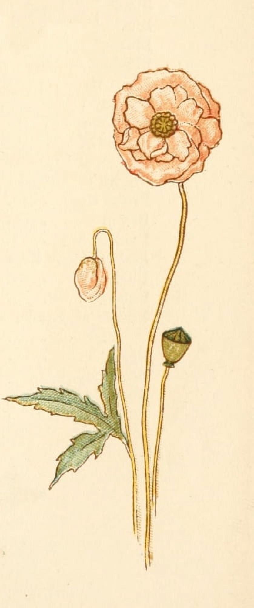 Language of Flowers 1884 Poppy Canvas Art - Kate Greenaway (18 x 24)