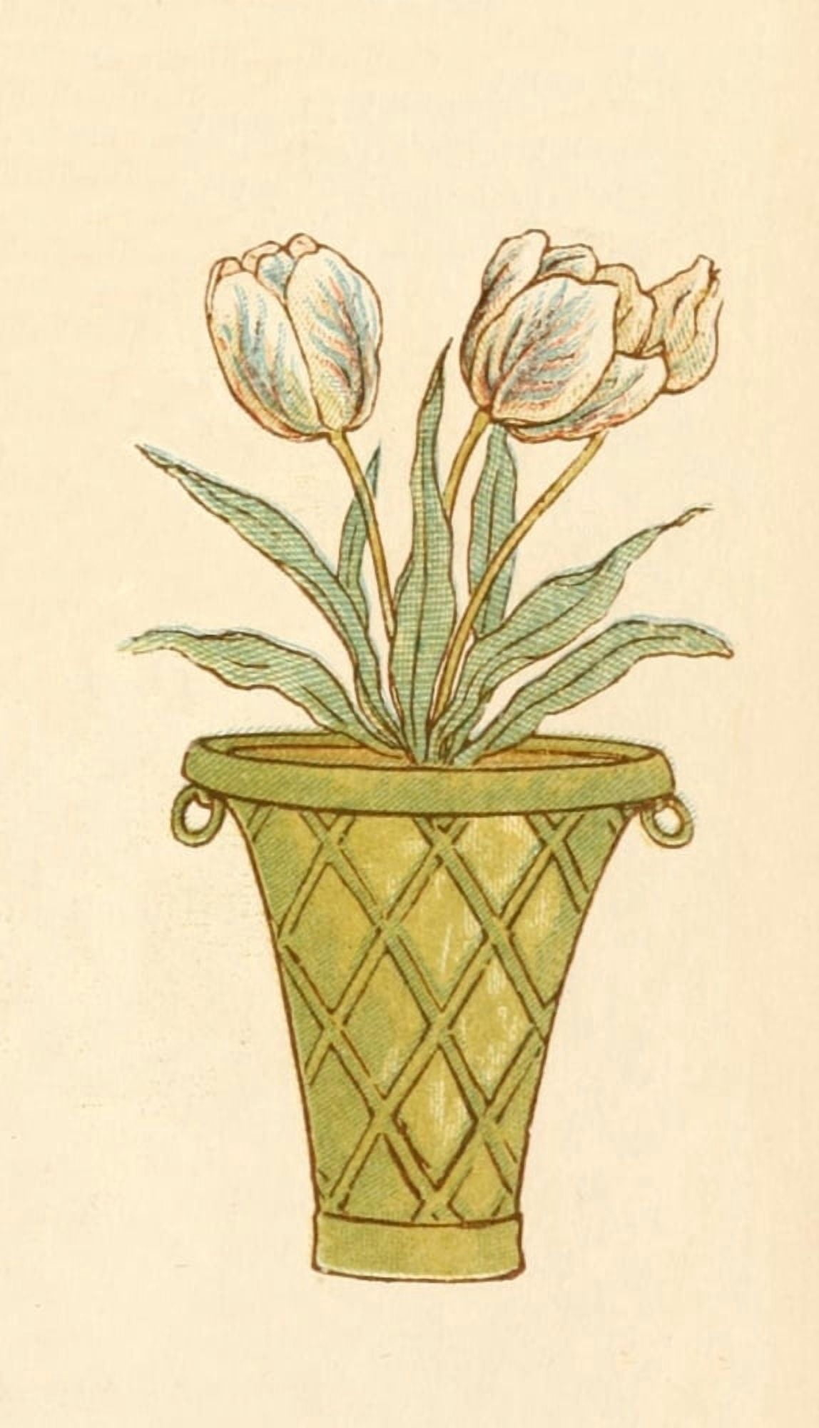 Language of Flowers 1884 Pot of Tulips Canvas Art - Kate Greenaway (18 x 24)