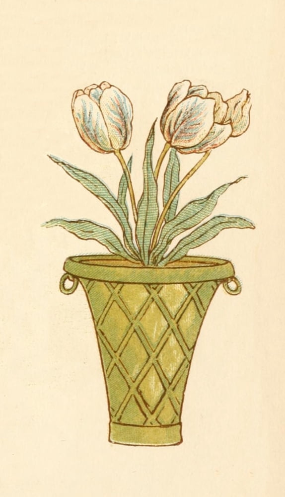Language of Flowers 1884 Pot of Tulips Canvas Art - Kate Greenaway (24 x 36)