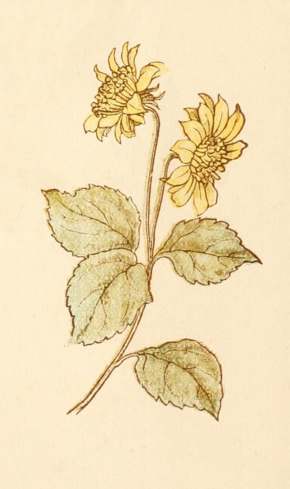 Language of Flowers 1884 Sunflowers Canvas Art - Kate Greenaway (18 x 24)