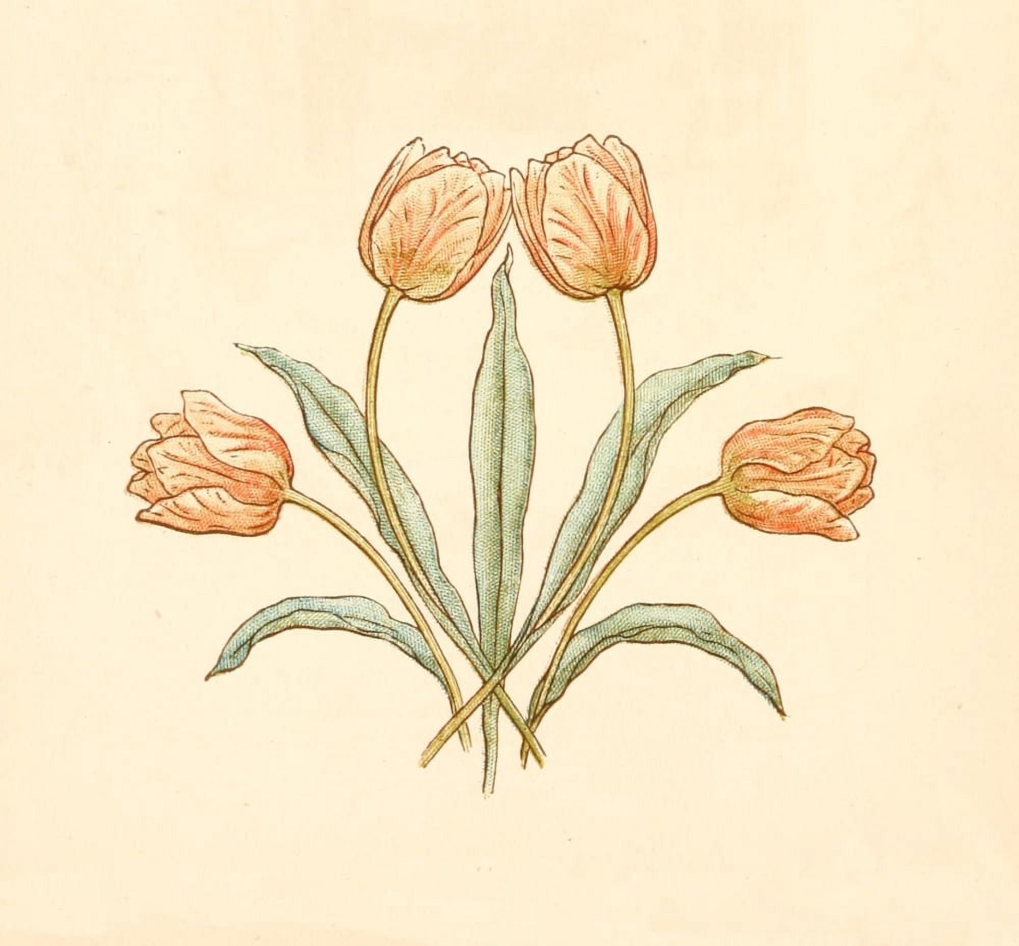 Language of Flowers 1884 Tulip group Canvas Art - Kate Greenaway (18 x 24)