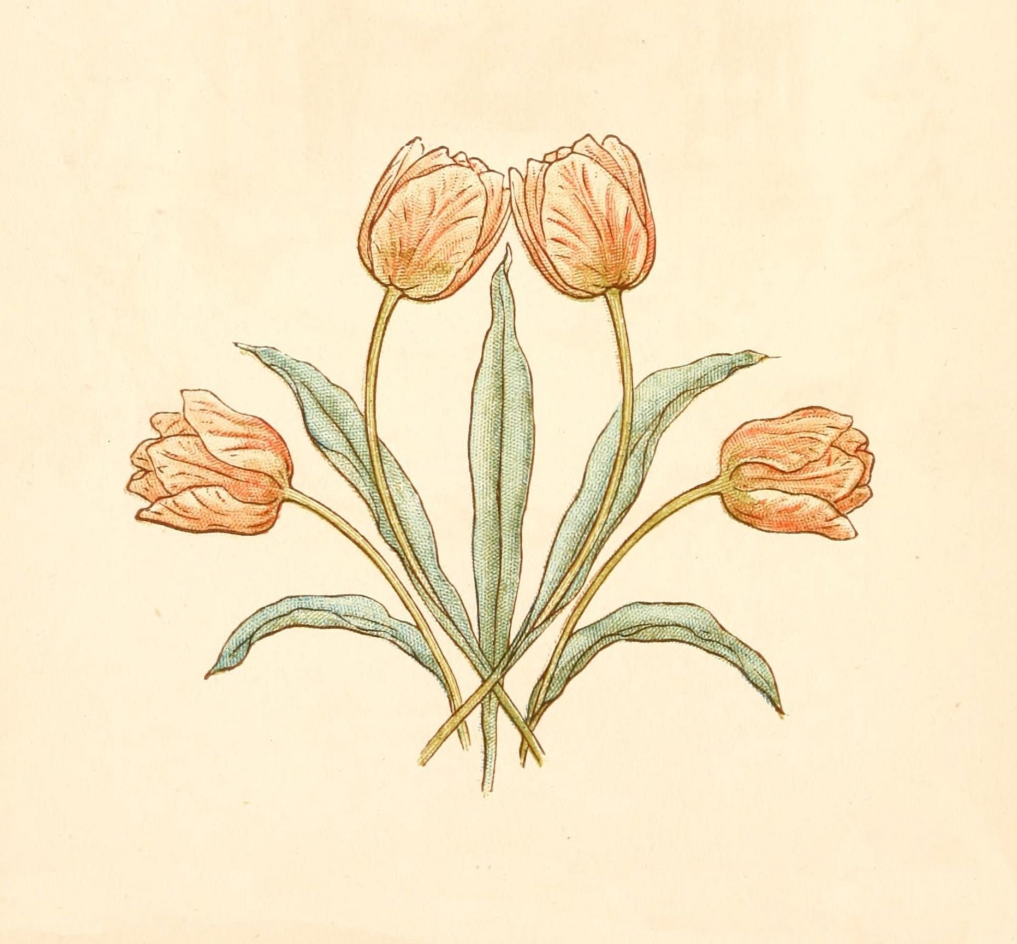 Language of Flowers 1884 Tulip group Canvas Art - Kate Greenaway (24 x 36)