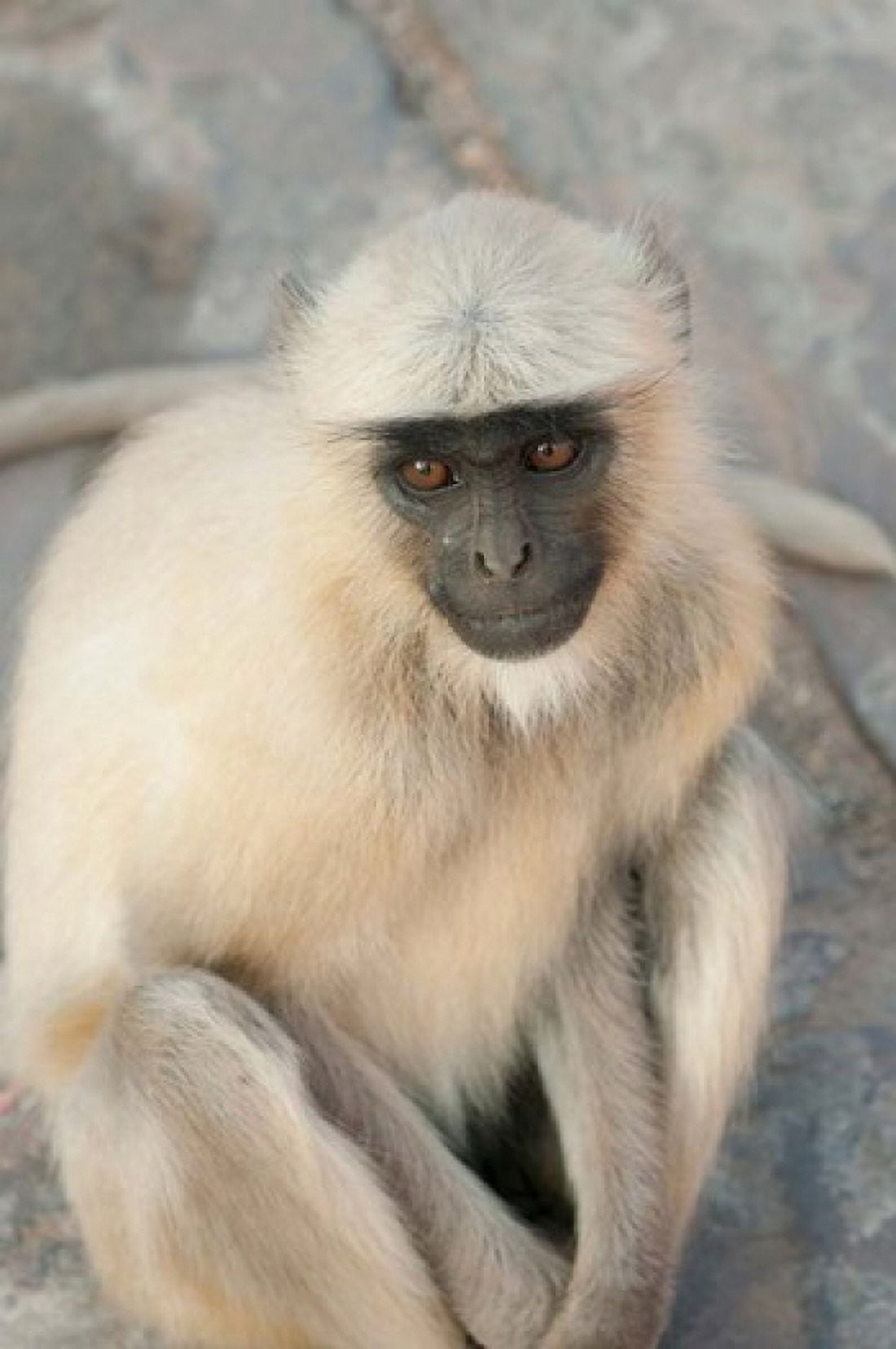 Langur Monkey Amber Fort Jaipur Rajasthan India Canvas Art - Inger Hogstrom DanitaDelimont (24 x 36)