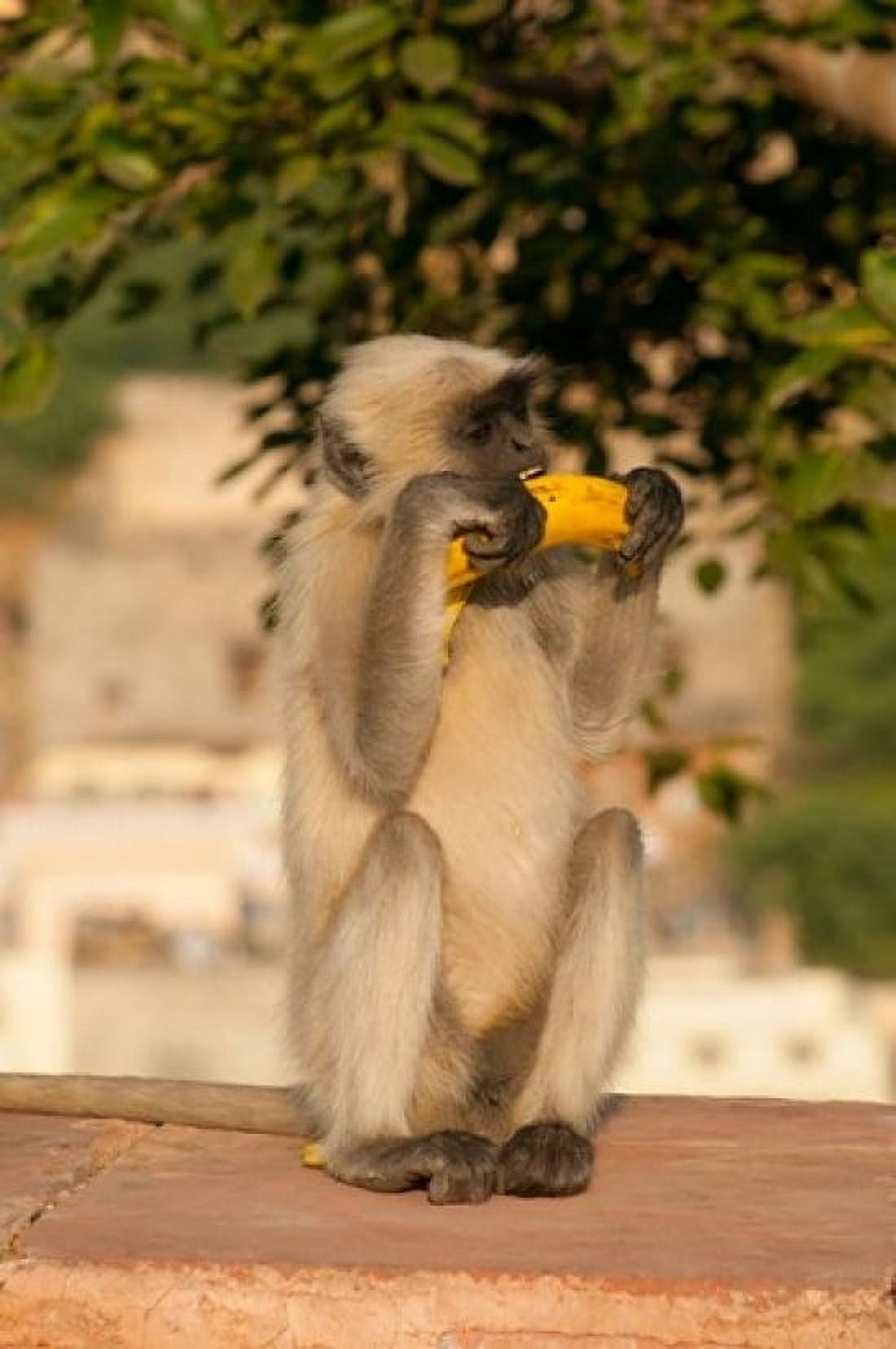 Langur Monkey holding a banana Amber Fort Jaipur Rajasthan India Canvas Art - Inger Hogstrom DanitaDelimont (24 x 36)
