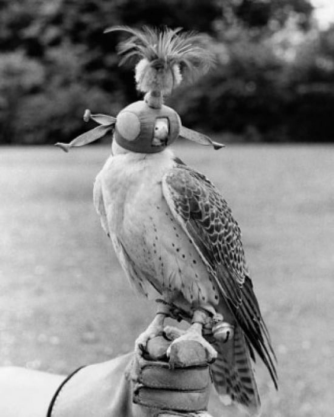 Lanner Falcon perching on a persons hand (Falco biarmicus) Canvas Art - (18 x 24)