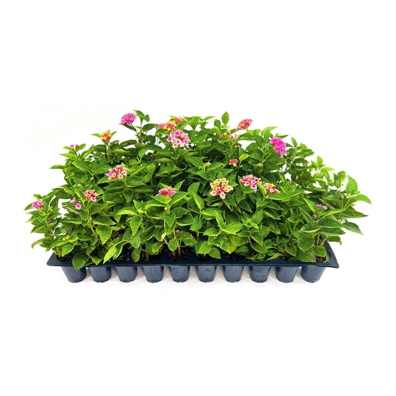 Lantana Confetti 30 Live Plants Lantana Camara Colorful Garden Shrub Drought Tolerant Perennial Plants