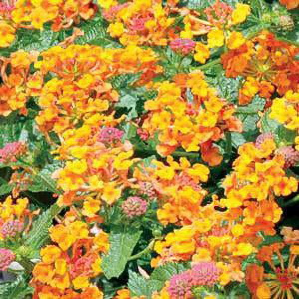 LantanaLusciousMarmalade 4 1/2" Pot (Annual)