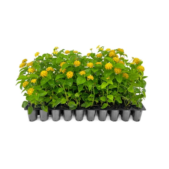 Lantana New Gold | 3 Live Plants | Lantana Camara 'New Gold' | Yellow Ground Cover for Sun | Spreading Landscape Plants for Borders Slopes Containers Beds and Walkways