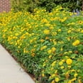 thumbnail image 1 of Lantana New Gold I 1 Large Gallon Size Plant I Verbenaceae Camara I Live Vibrant Golden Yellow Flowers, Heat and Drought Tolerant, Ideal for Borders and Hanging Baskets, 1 of 7