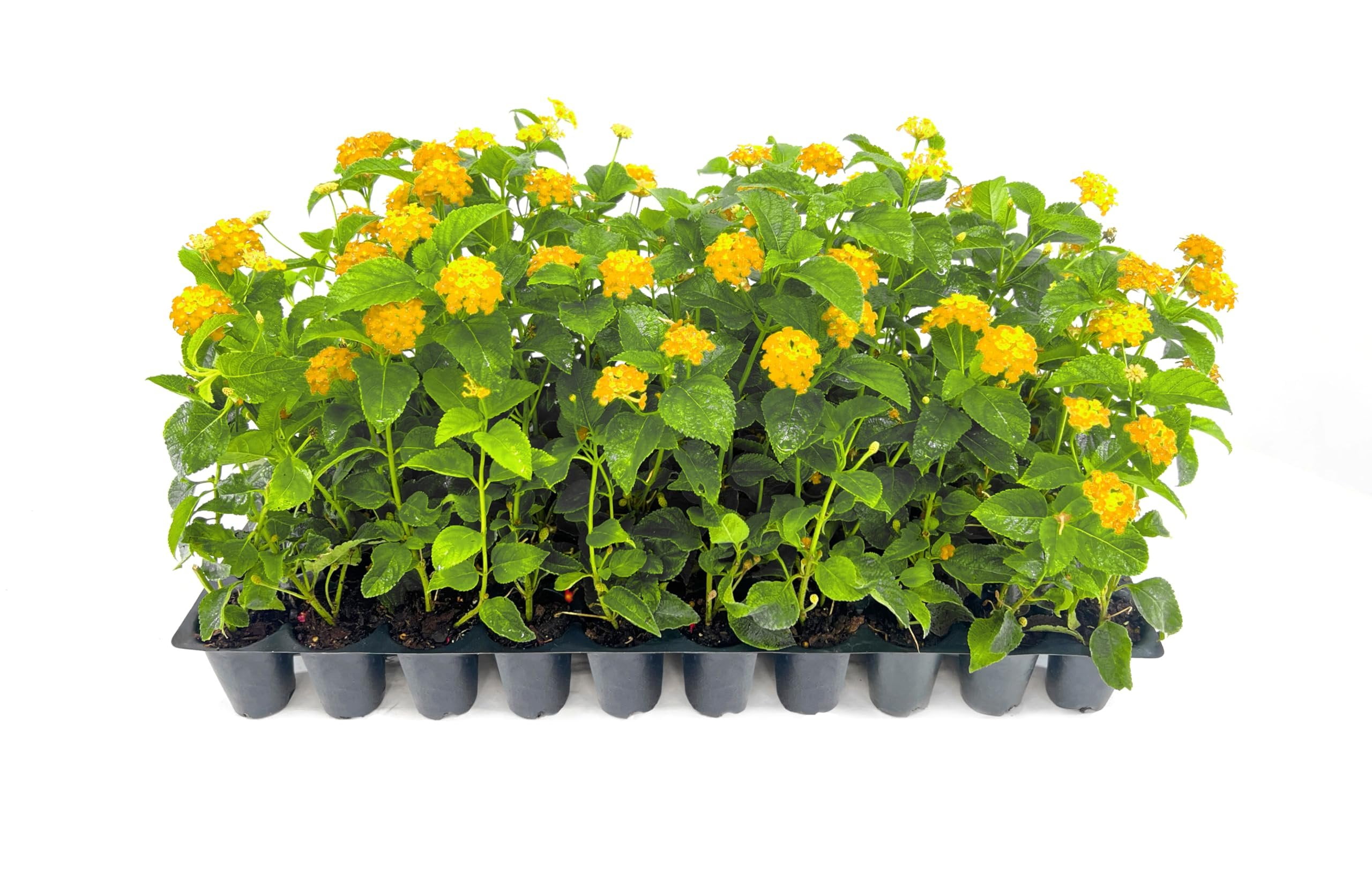 Lantana New Gold I 3 Live Plants I Verbenaceae Camara I Live Vibrant Golden Yellow Flowers, Heat and Drought Tolerant, Ideal for Hanging Baskets and Borders