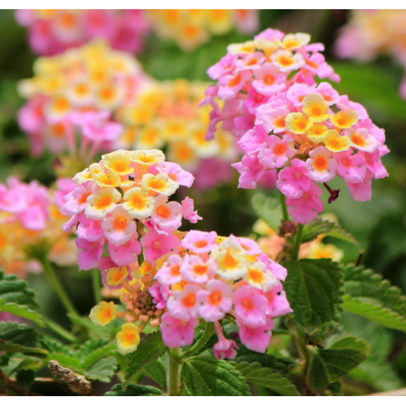 Lantana Pink Plants Live, Lantana Live Plants for Planting Outdoors 5-7 Inc Tall, Vibrant Flowers Colors