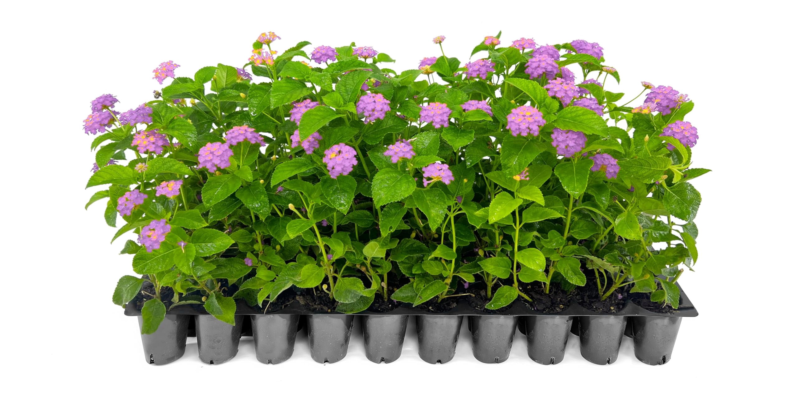 Lantana Purple | 3 Live Plants | Lantana montevidensis | Purple Flowers | Outdoor Landscapes | Heat Tolerant Groundcover | Containers Slopes Borders Pathways Garden Beds