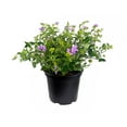thumbnail image 1 of Lantana Purple I 1 Large Gallon Size Plant I Verbenaceae Camara I Live Rich Purple Blooms, Heat and Drought Resistant, Ideal for Containers and Garden Borders, 1 of 9