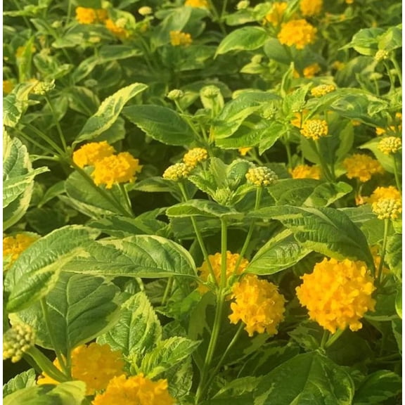 Lantana Samantha Variegated Live Plant Plug, Variegated Lantana Yellow Flower Starter Plant 3 to 5 Inch Tall, Outdoor Garden Flower