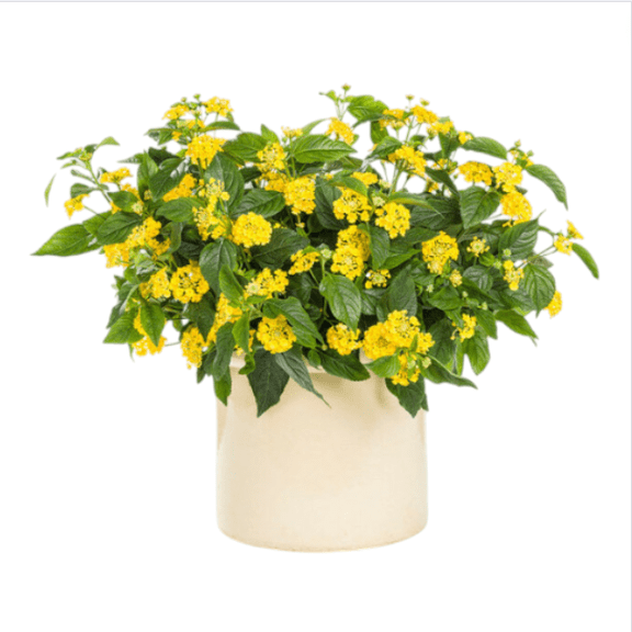 Lantana Yellow Live Starter Plant for Planting, Perennial Flowering Lantana Well Rooted, Outdoor Growing, 4 to 6 Inch Tall, Ship No Pot
