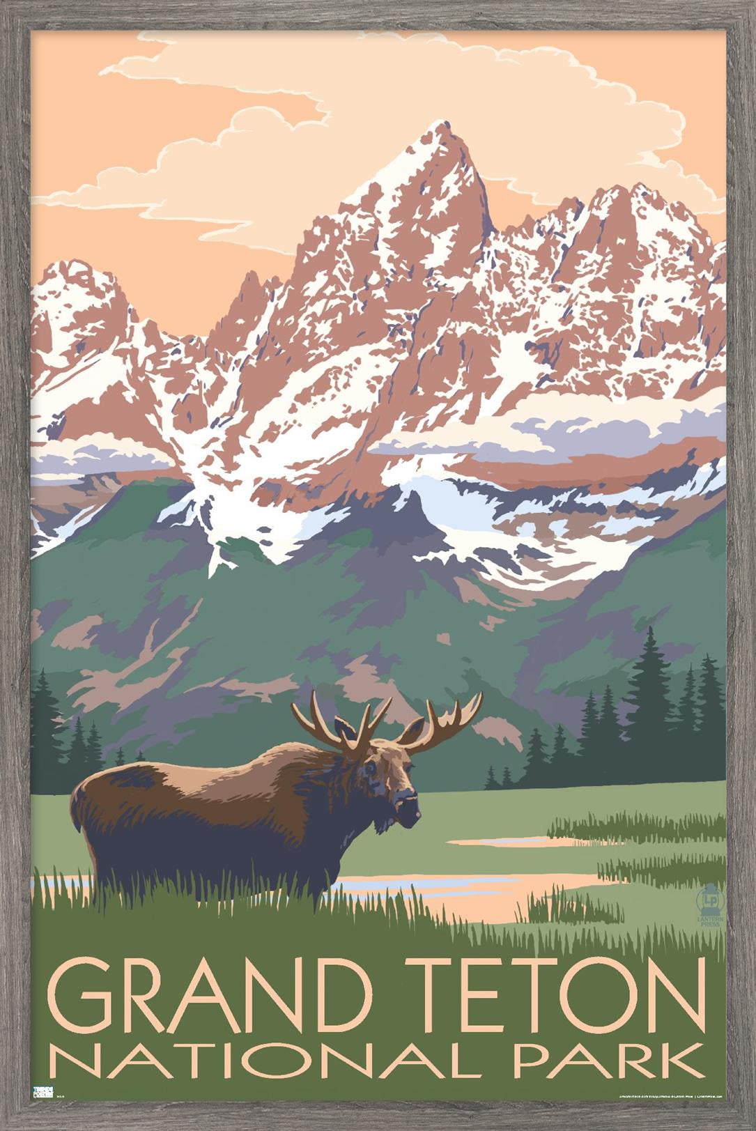 Lantern Press - Grand Teton National Park, Wyoming, Moose