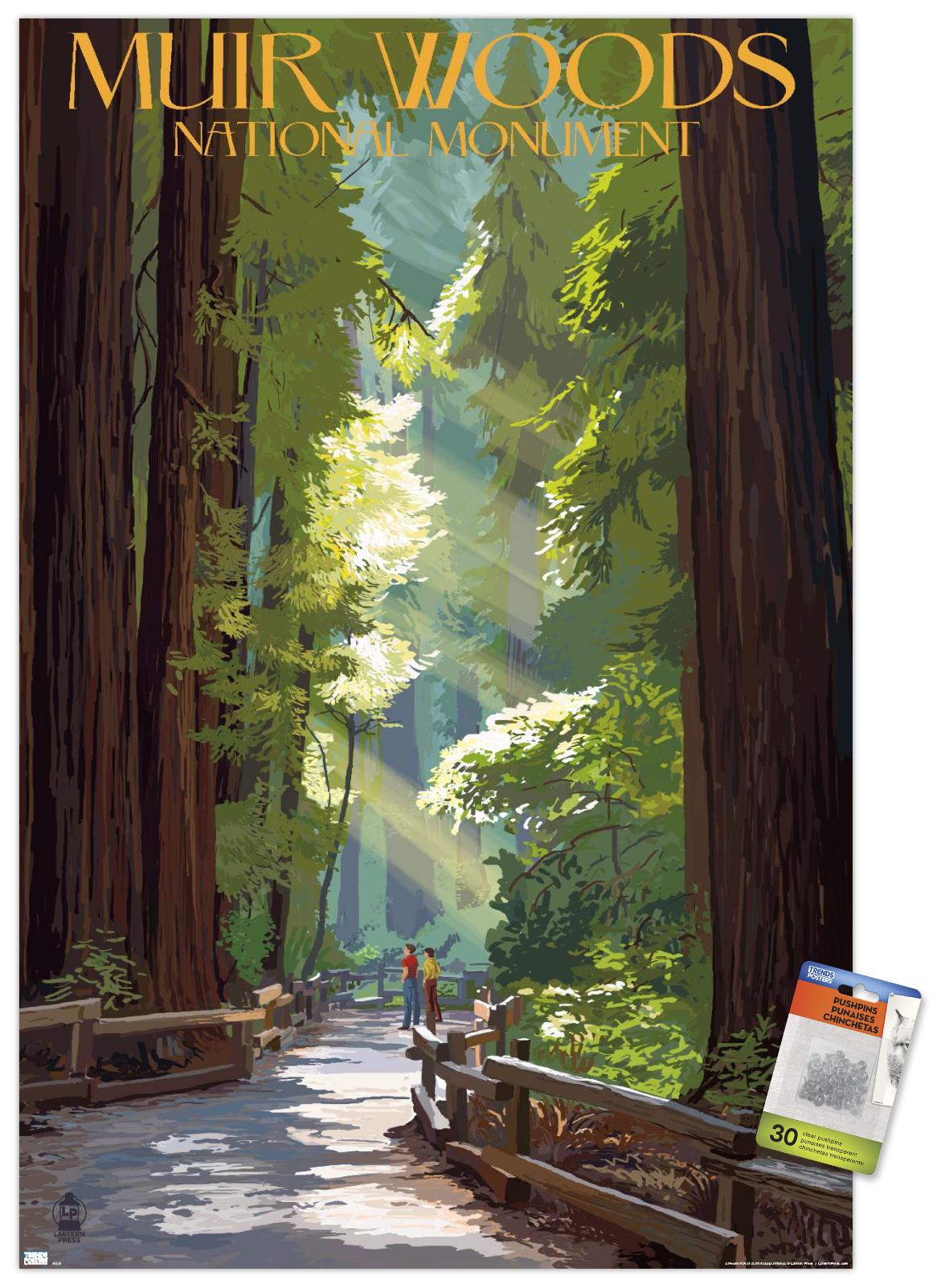 Lantern Press - Muir Woods National Monument, California, Pathway Wall ...