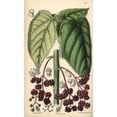 thumbnail image 1 of Laportea Moroides, Stinging Nettle Native Toa Poster Print By ® Florilegius Mary Evans (18 X 24), 1 of 3